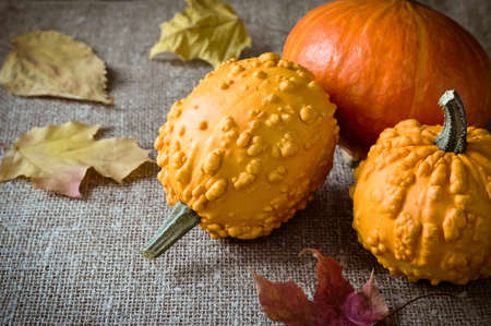 Autumn still life with pumpkins and leavesの写真素材