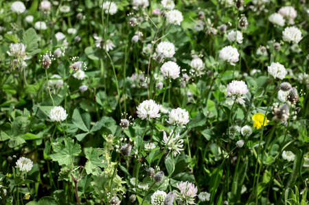 Flora, Spring Summer Flowers on a Green Background. Background.の写真素材
