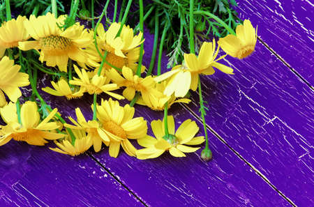 Dark purple wooden background with a bouquet of yellow daisies on the boards Background with bouquet of daisies on old boards with shabby purple paint. Place for text. Top view.の写真素材