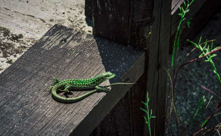 European Green Lizard (Podarcis muralis), presumably Sand Lizard (Lacerta Agilis), Eastern Green Lizard (Lacerta viridis viridis)の写真素材