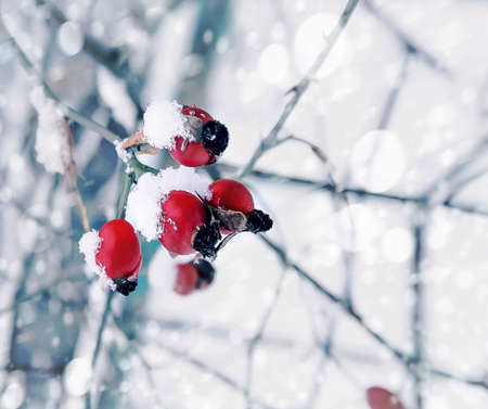 Winter berries in the frostの写真素材