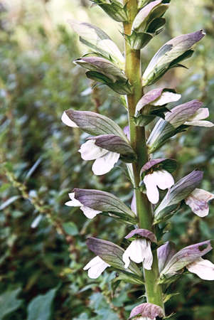 Acanthus Mollis (Bear's Breech,  Bear's Breeches, Sea Dock, Bearsfoot), Close-upの写真素材