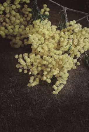 Mimosa Flower Spring, Dark Photoes, Toned Imageの写真素材