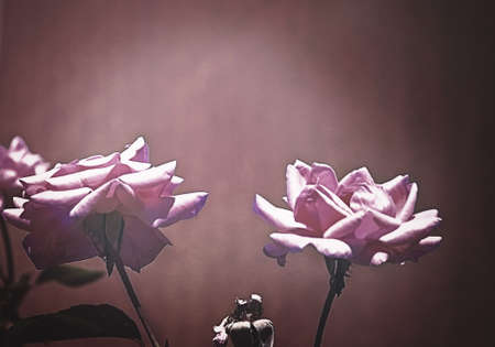 Pink Roses Background Images Copy Spaceの写真素材