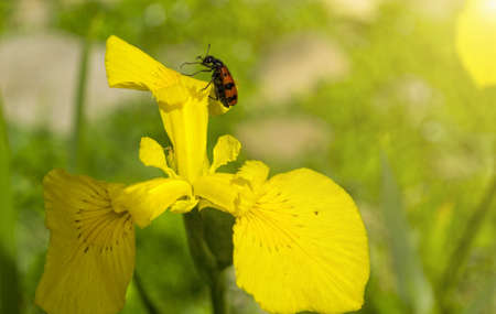bug on a flowerの写真素材