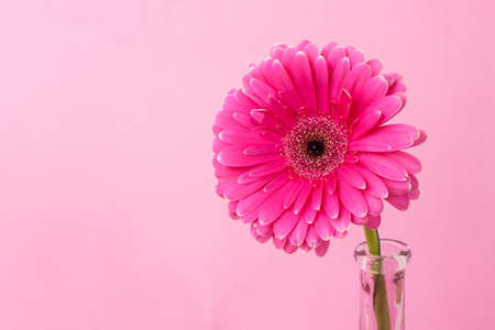 Gerbera in a narrow glass vase on a pink background. The concept of femininity, women's health,...