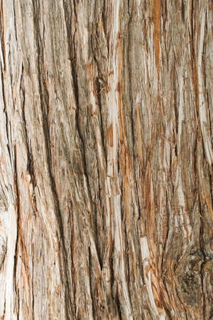 The texture of tree bark. Natural eco background, space for text.