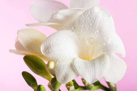 White freesia on the pink background. Concept of spring, Women's Day, Mothers day, 8 March, the holiday greetings, tenderness, femininity. Place for your textの写真素材