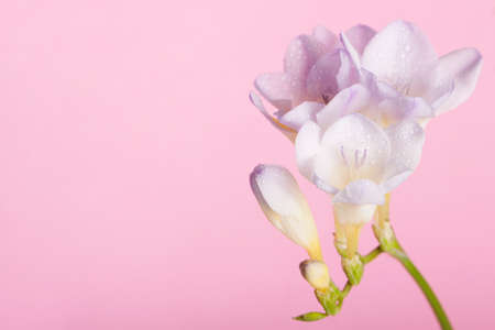 Lilac freesia on the pink background. Concept of spring, Women's Day, Mothers day, 8 March, the holiday greetings, tenderness, femininity. Place for your textの写真素材