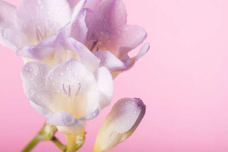 Lilac freesia on the pink background. Concept of spring, Women's Day, Mothers day, 8 March, the holiday greetings, tenderness, femininity. Place for your textの写真素材