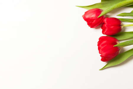 Bright tulips on the light background. Concept of spring, Women's Day, Mothers day, 8 March, the holiday greetings. Place for your textの写真素材