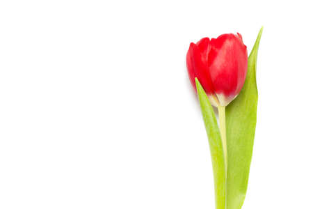 Red tulip isolated on the white background. Concept of spring, Women's Day, Mothers day, 8 March, the holiday greetings. Place for your textの写真素材