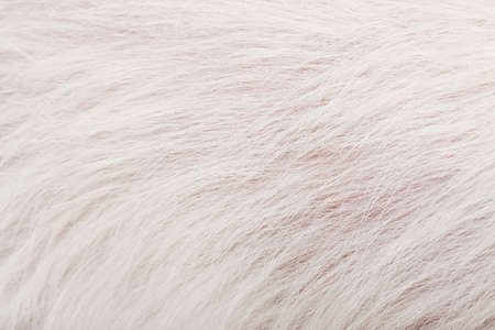 Texture white animal fur. Cozy background and place for text. It can be used as a concept of allergy...