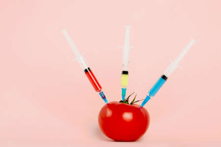 Tomato and syringes with toxins on the pink background. The concept of GMOs, laboratory studies, toxins, etc.の写真素材