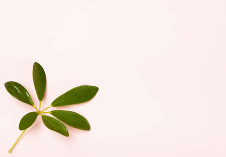 Tropical pattern on a pink background. Trend background. Concept of summer, vacation, recreation,...