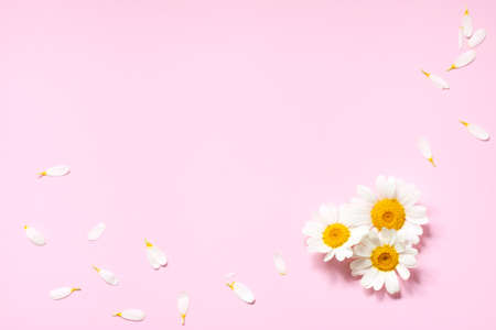 Framing of delicate camomile flowers and petals on a pink background. Place for the text. The concept of femininity, romantic holidays, congratulations, etc.の写真素材