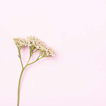White inflorescence of yarrow on a gentle pink background. The concept of femininity, fragility, subtlety. Place for textの写真素材