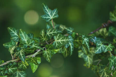 Beautiful ivy branch. Saturated green background. A good picture on the themes of nature, ecology, etc.の写真素材