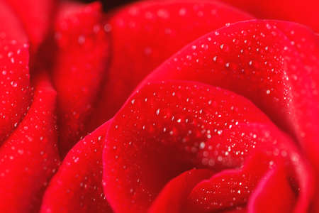 Close-up rose with water drops as a bright background. Defocused background for romantic lettering.