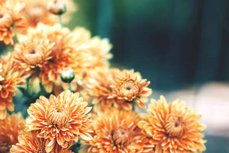 Golden fresh chrysanthemums and blurred natural background for text. Cozy autumn landscape.の写真素材