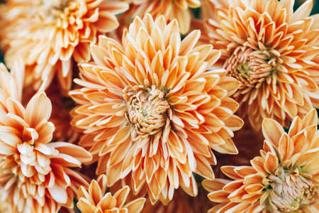 Golden fresh chrysanthemums as a natural background. Cozy autumn landscape.の写真素材