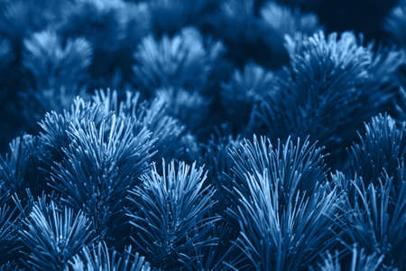 Coniferous branches and a nice place for text. Theme of ecology, nature, the advent of winter,...