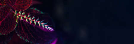 Stylish floral background in neon colors. Web-banner format. A trendy picture on the themes of nature, ecology, etc.の写真素材