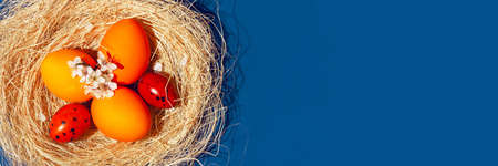 Banner with Easter eggs in orange colors in a nest on the blue background. Copy space. The concept...