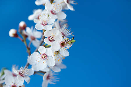 Delicate spring flowering branches close-up on the blue background. Natural beauty of details. The...
