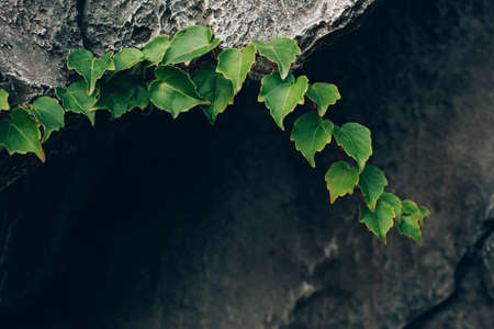 Beautiful ivy branch on deep stone background. A good picture on the themes of nature, ecology, etc. Copy space.の写真素材