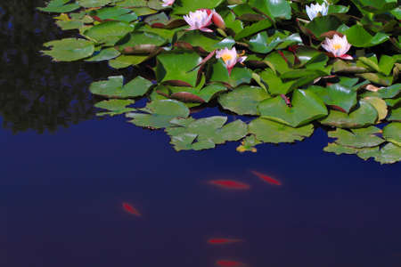lilies on the waterの写真素材