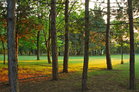 sunset in the forestの写真素材