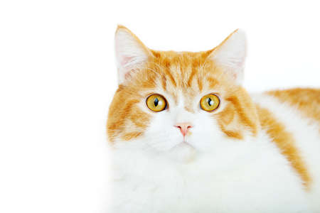 red cat on the white brackgroundの写真素材