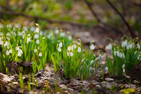 Snowdrops in spring on a Sunny meadowの写真素材