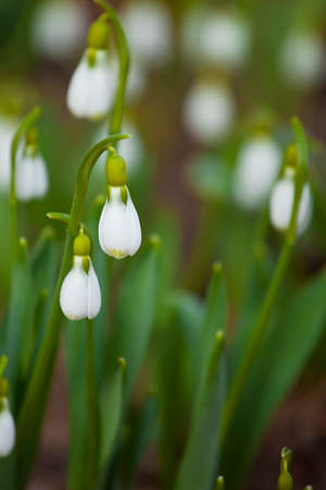 Snowdrop spring flowers.の写真素材