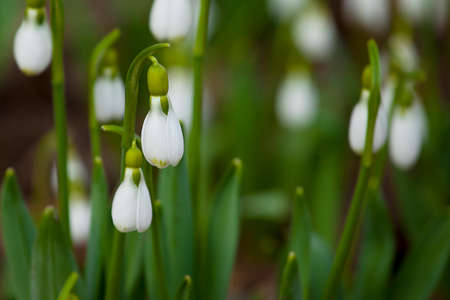 Snowdrop spring flowers.の写真素材