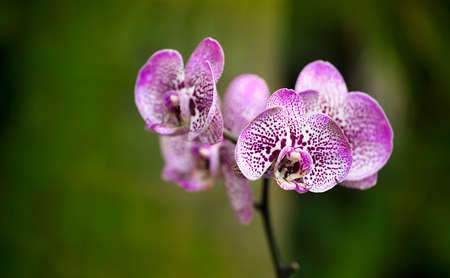 A Beautiful purple and pink Orchids flowerの写真素材