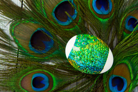 painted Easter egg on peacock feathersの写真素材