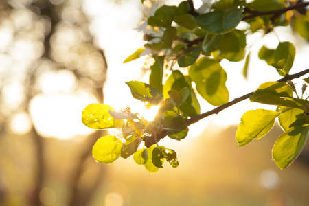 tree branch with green leaves at sunset through the sun in summerの写真素材