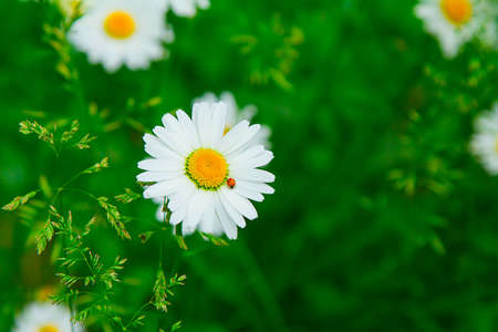 chamomile with ladybug in focus in green grass and copy cpaseの写真素材