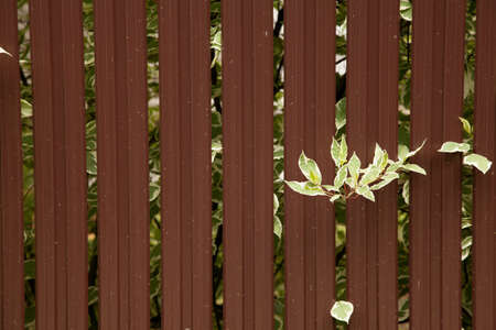 Aluminum fence. Galvanized steel wall plate. Corrugated metal profiled panel. Branch with green leaves between the iron boardsの写真素材