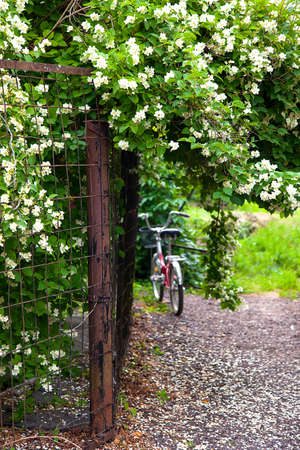 fence is decorated with Jasmine tree in the background is a bike. Summer time