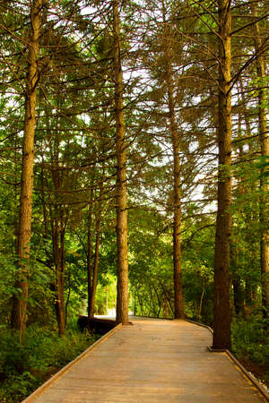 Wooden path going into the green beautiful forest. Perspective in photography