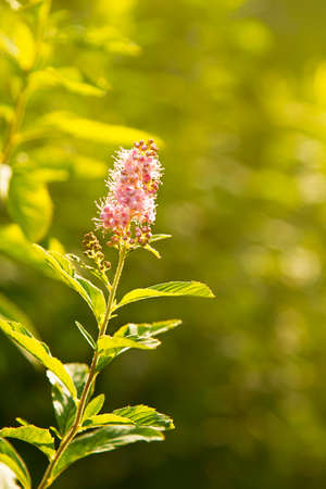 delicate pink flower close-up on a branch bathed in Sunny golden light. Small flowers close-up,...
