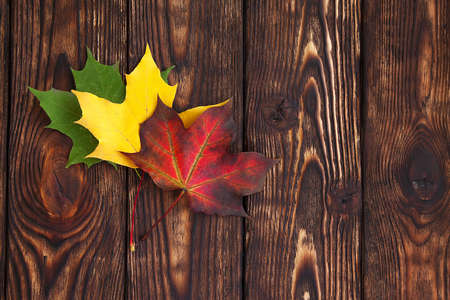 autumn three multicolor maple leaves on a brown wooden background