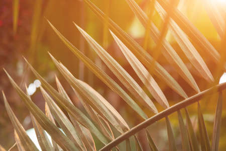 palm branch with the sun's glare at sunset. Summer tropical backgroundの写真素材