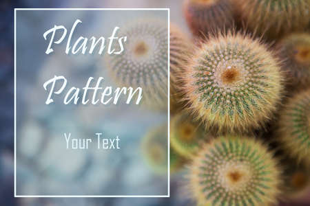 White frame with the inscription Plants Pattern and your text to the left of the group of small...