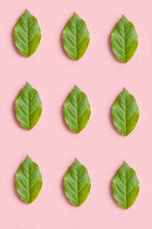 fresh green leaves pattern on a pink background, creative flat lay for design
