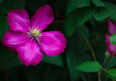 Single beautiful magenta clematis flower closeup in a garden and copyspace