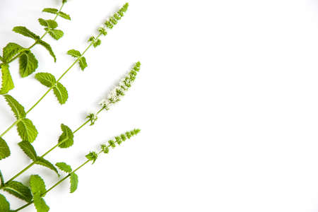 mint grass with flowers close up on white background